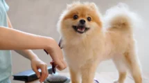 Dog Grooming At Home