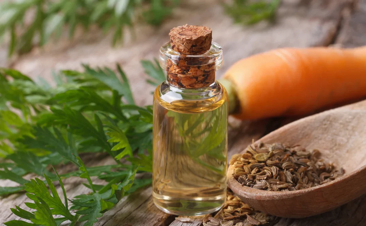 Carrot Seed Oil